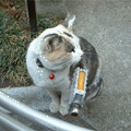 みまち通りにいた猫