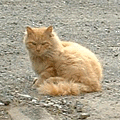 男の勲章の近くの猫