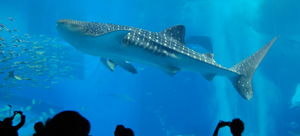 aquarium_shark