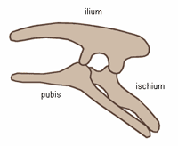 ornithischia