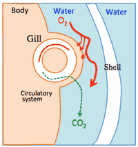 gillsystem