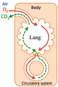 lungsystem