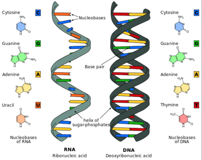 RNA_DNA_compare