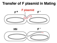 F plasmid in mating